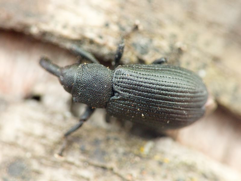 Magdalis (Odontomagdalis) armigera (Geoffroy, 1785)